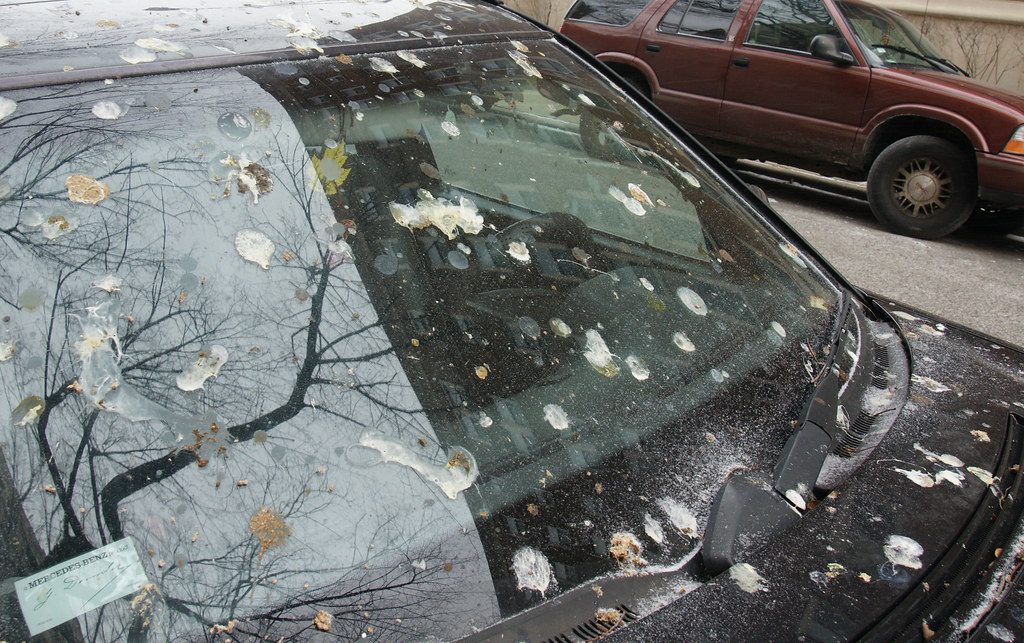 bird poop on car