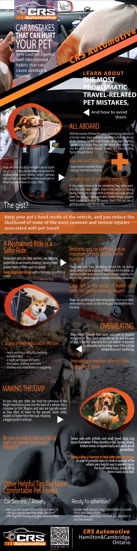 Car mistakes that can hurt your pet from CRS Automotive Hamilton